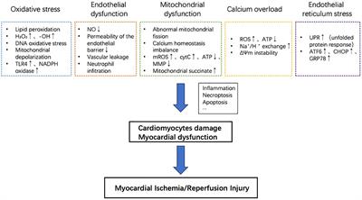 Salvianolic acids and its potential for cardio-protection against myocardial ischemic reperfusion injury in diabetes